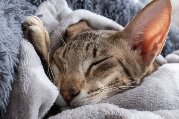 istock Oriental shorthair tabby kitten sleeping near the window. 1498137019