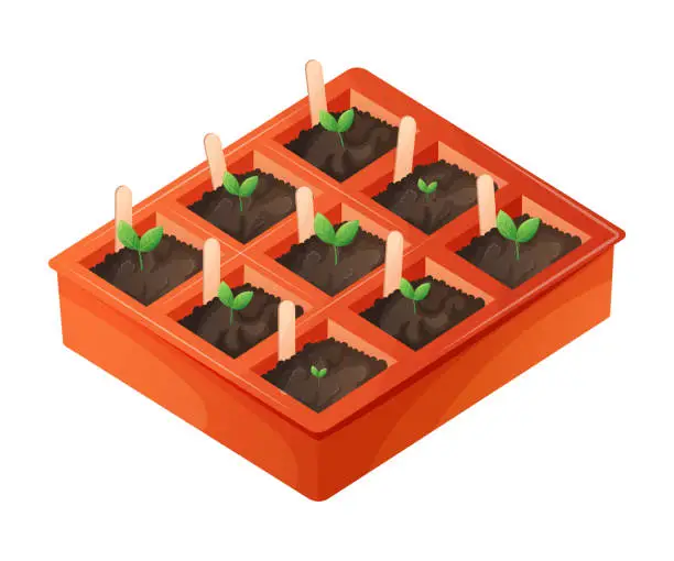 Vector illustration of Seedling box with planted growing plant sprouts with leaves. The concept of gardening and farming. Vector isolated cartoon illustration.