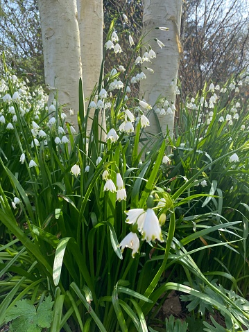 Snowdrops