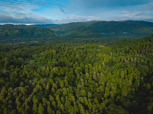 Tehoru Forest  in Seram Island, Central Maluku