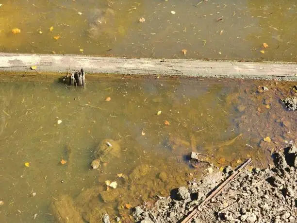 Photo of Snapping turtle lounging in the shallow muddy waters of a pond on a sunny day