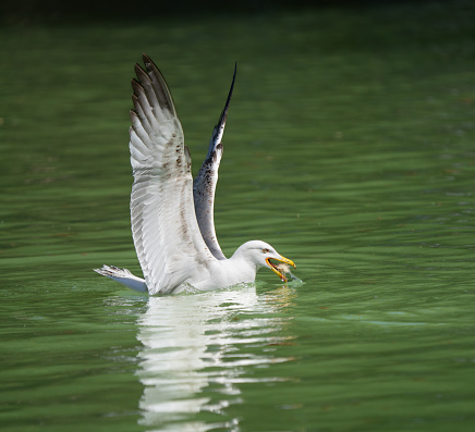 Seagull with spread wings has just landed for a breadcrumb snack in the Villa Borghese  pond.