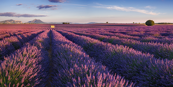 Lavender fields in Provence. Valensole Plateau in the Alpes-de-Haute-Provence (04). France
