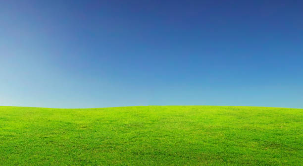 istock beautiful and perfect green meadow with a blue sky 1498141414