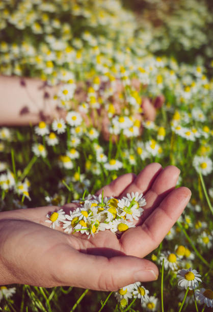 istock Herbalist hand pick camomile herbal flower blooms 1498141441