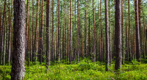 istock beautiful forest with tall pines 1498141581