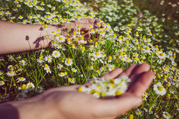 istock Herbalist hand pick camomile herbal flower blooms 1498142206