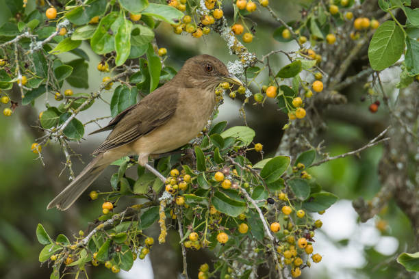 istock Costa Rica's national bird, Clay-colored Thrush foraging in a fruiting tree 1498143438