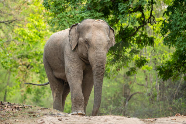 wilde aggressive asiatische elefanten oder elephas maximus indicus straßensperre gehen frontal in der sommersaison und natürliche grüne landschaftliche hintergrund safari im bandhavgarh national park wald madhya pradesh indien - asiatischer elefant stock-fotos und bilder