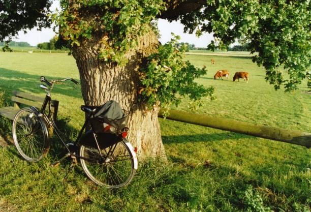 bici in una vecchia quercia - fahrad foto e immagini stock