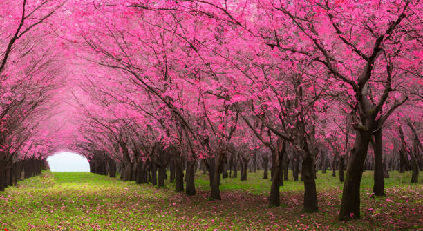 istock beautiful pink colored trees forming a tunnel style arch with a path 1498144902