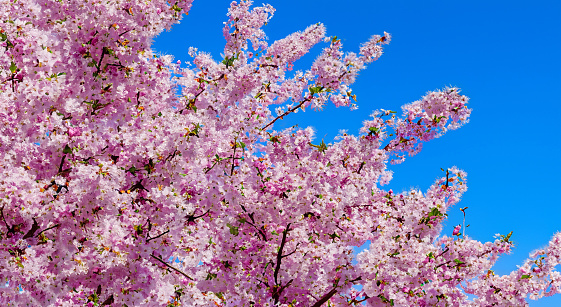 beautiful pink petals of japanese trees in spring