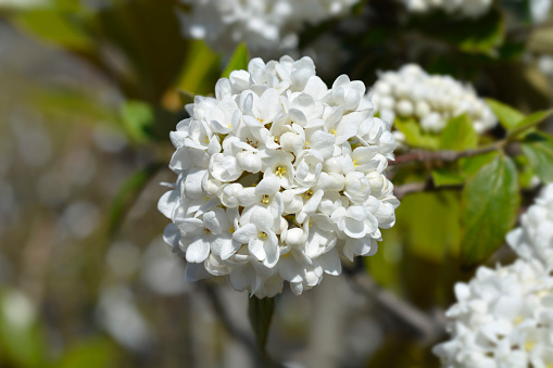 Arrowwood Eskimo branch with flowers - Latin name - Viburnum Eskimo