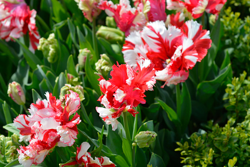 Parrot Tulip Estella Rijnveld flowers - Latin name - Tulipa Estella Rijnveld
