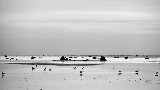 Seagulls at low tide in the sand on the coast of Poel at sunset. black and white shot at evening hour. Landscape shot from the Baltic Sea