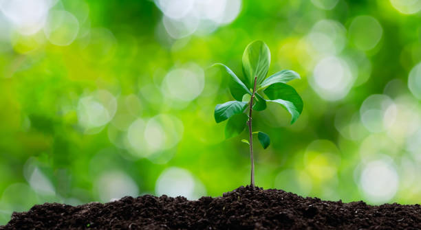istock beautiful plant planted in the soil with compost 1498147002