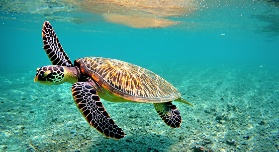 beautiful sea turtle swimming in the middle of the sea in crystal clear water