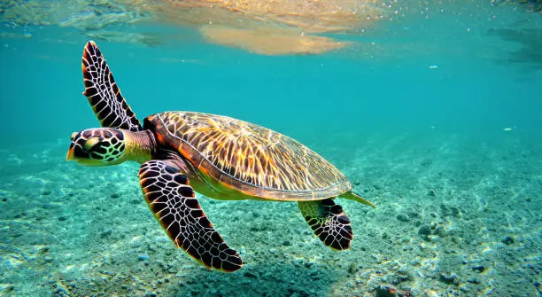 beautiful sea turtle swimming in the middle of the sea in crystal clear water