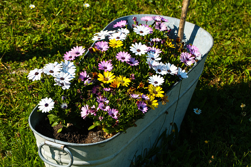 old zinc tub planted with flowers