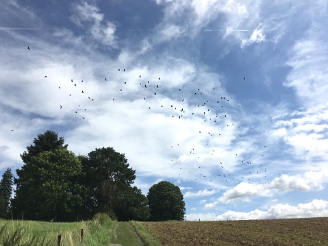 Many birds flying over landscape in blue sky