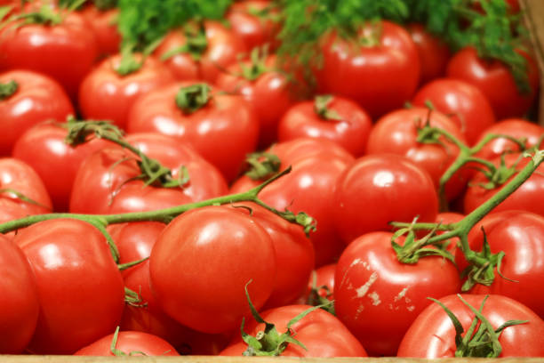istock fresh tomato with water drop close up 1498152883