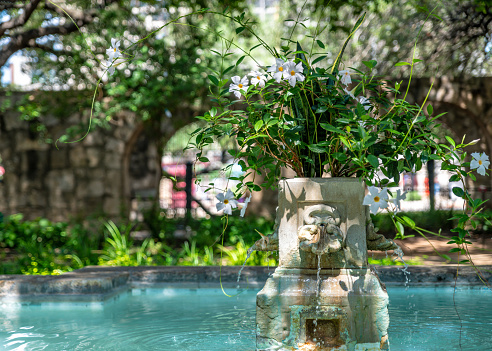 Small fountain with small plants in a garden. Relax concept