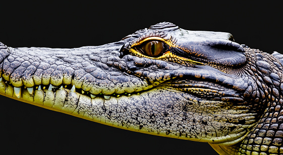 An American alligator in a swamp, shot from directly overhead.
