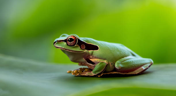 istock beautiful frog in high definition on a small leaf 1498154124
