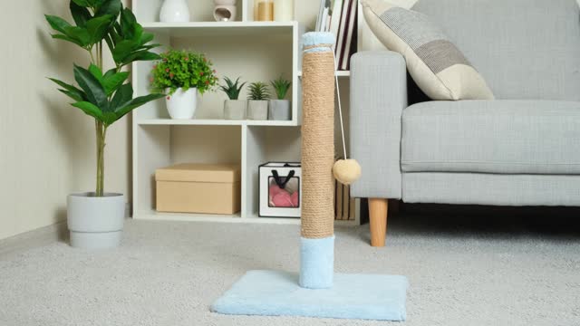 Funny playful cat sharpens its claws on a scratching post and plays, jumps on the couch