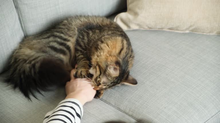 A playful cat plays with the owner, hunts his hand, scratches and bites it.