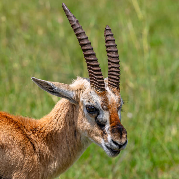 istock Thomson's gazelle at Wild 1498154539