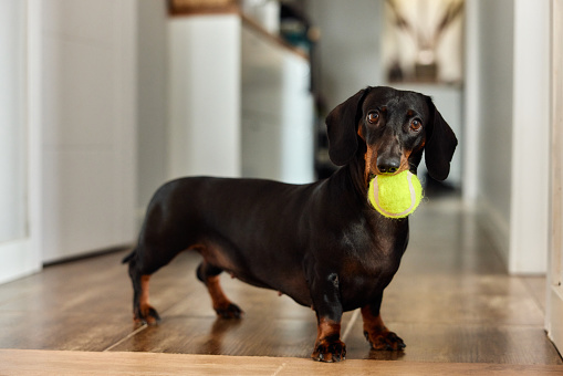 A female dachshund dog standing at the house with a ball in her mouth, wanting the owner to play with her.