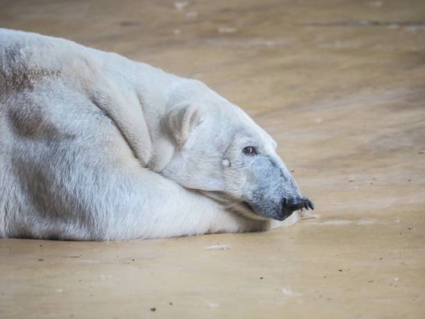 istock Polar bear resting peacefully on the ground, looking at the camera. 1498155788