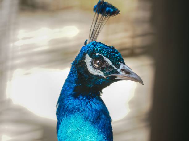 istock Vibrant and eye-catching peacock against a blurry background. 1498155793