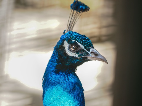 A vibrant and eye-catching peacock against a blurry background.