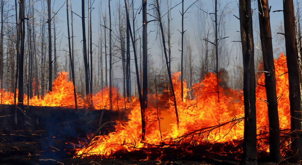 istock forest burning down completely with fallen trees full of fire and smoke 1498156087