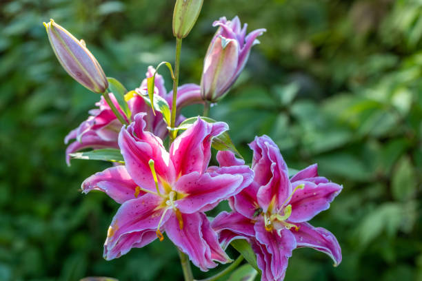 istock Scented pollen-free double lilies in garden with green background 1498156254