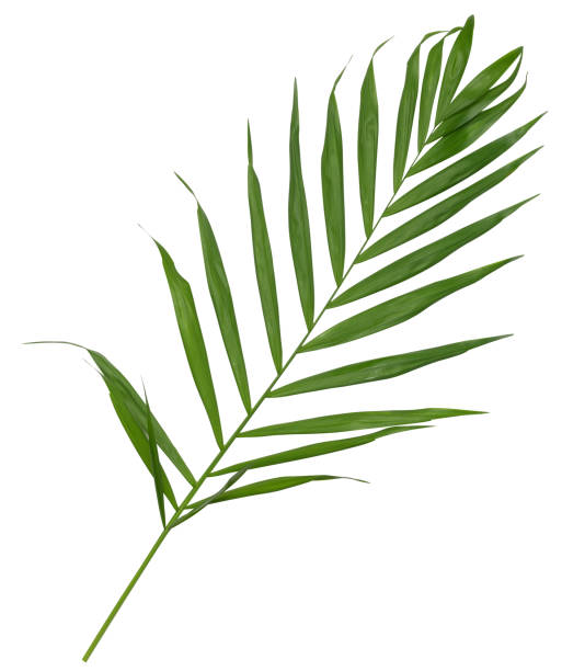istock Green leaf of Hamedorea gracious on a white background 1498157539