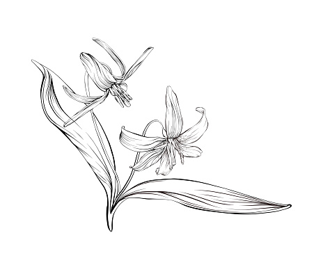 Vector ink drawing of a beautiful spring ephemeral Trout Lily flower, otherwise known as Dogtooth Violet, that blooms in the spring in woodlands before the leaves appear on the trees. This vector illustration has an editable stroke for easy editing.