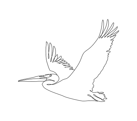 Single continuous line drawing with editable stroke of a beautiful American White Pelican in flight. This vector illustration has an editable stroke for easy editing.