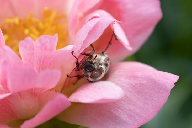 Beetle insect on a wildflower, Oxythyrea funesta