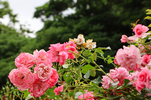 Pink roses that bloom in early summer.