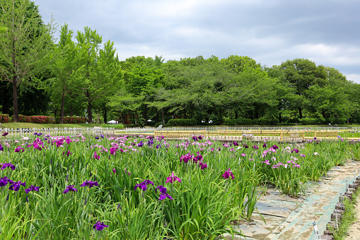 Japanese irises herald the arrival of summer.
