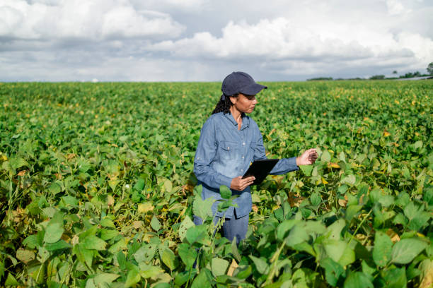 istock Woman in a plantation. 1498161074