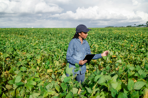 Photo of a woman in a soy plantation using a digital tablet for examining the plants. Agronomist.