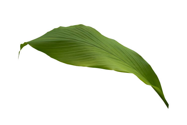 istock Green leafy plant. Branches of leaves isolated on white background. Cutting path. 1498162006