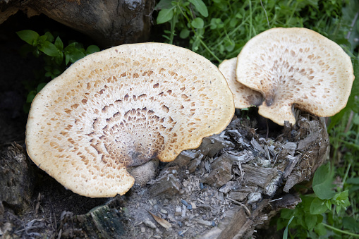 Close-up of giant tree mushrooms, fungus grow on old dead tree in the woods.