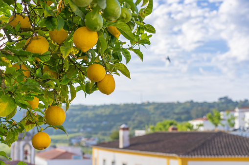 Lemon tree in the sun in the city of Obidos in Portugal.