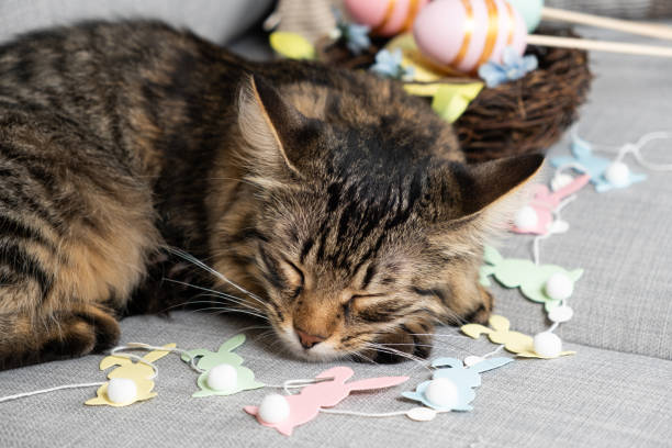 the easter cat sleeps among a garland of rabbits and a basket of painted eggs - animal domestic cat basket kitten imagens e fotografias de stock