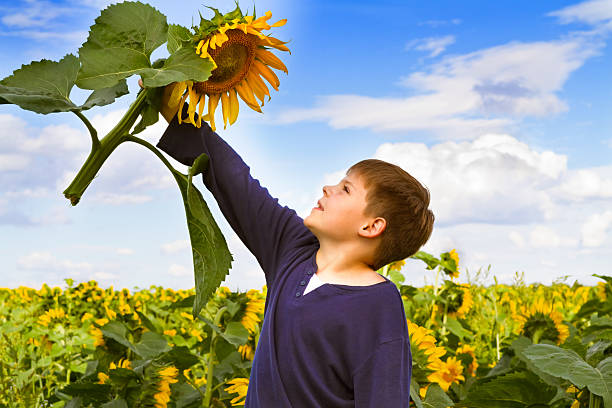 Happy boy with sunflower stock photo